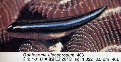 Gobiosoma illecebrosum